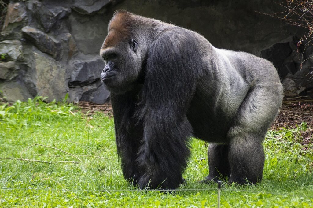 Gorilla – The Primate Powerhouse