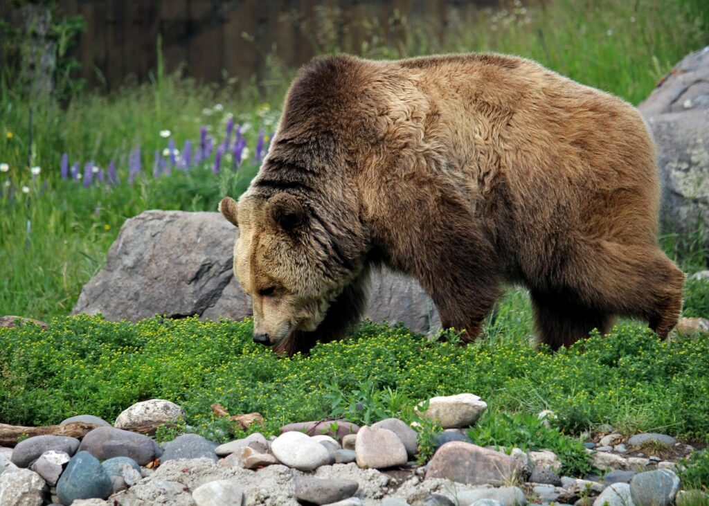 Grizzly Bear – The Fierce Forager