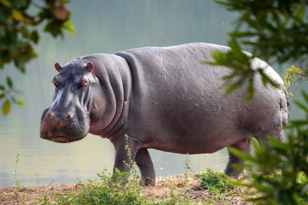 Hippopotamus – The River Heavyweight