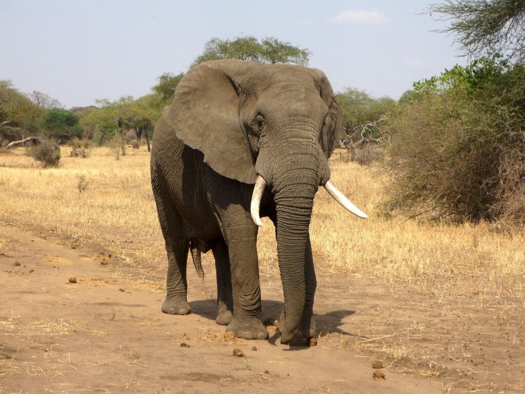How Big Ears Help Elephants Stay Cool