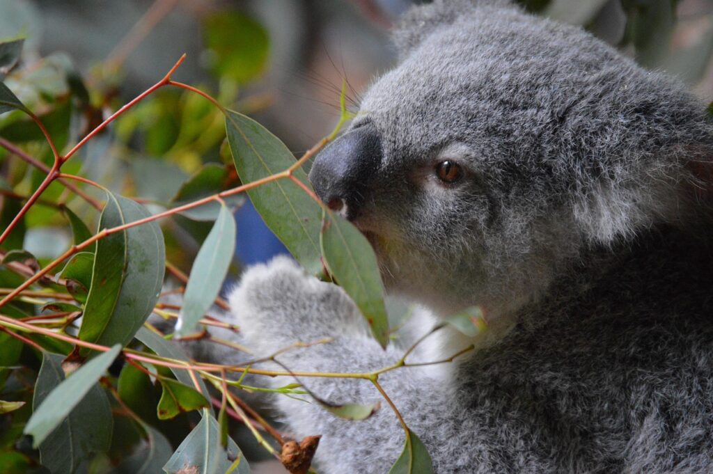 How Climate Change Affects Koala Food Sources