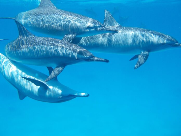 How Do Dolphins Communicate 15 Amazing Facts