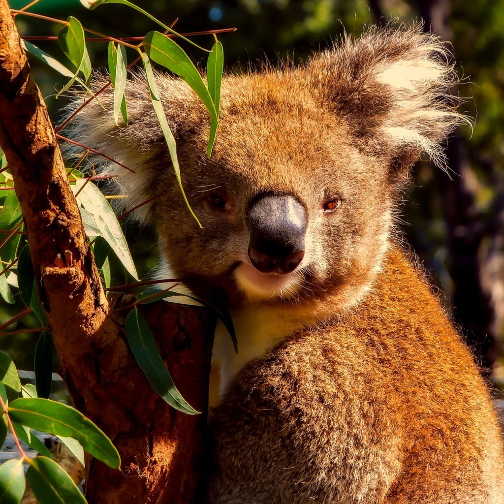 How Koalas Digest Eucalyptus
