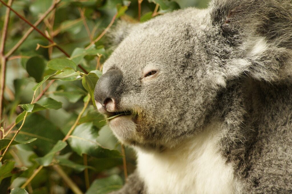 Koalas Primary Food Source Eucalyptus Leaves