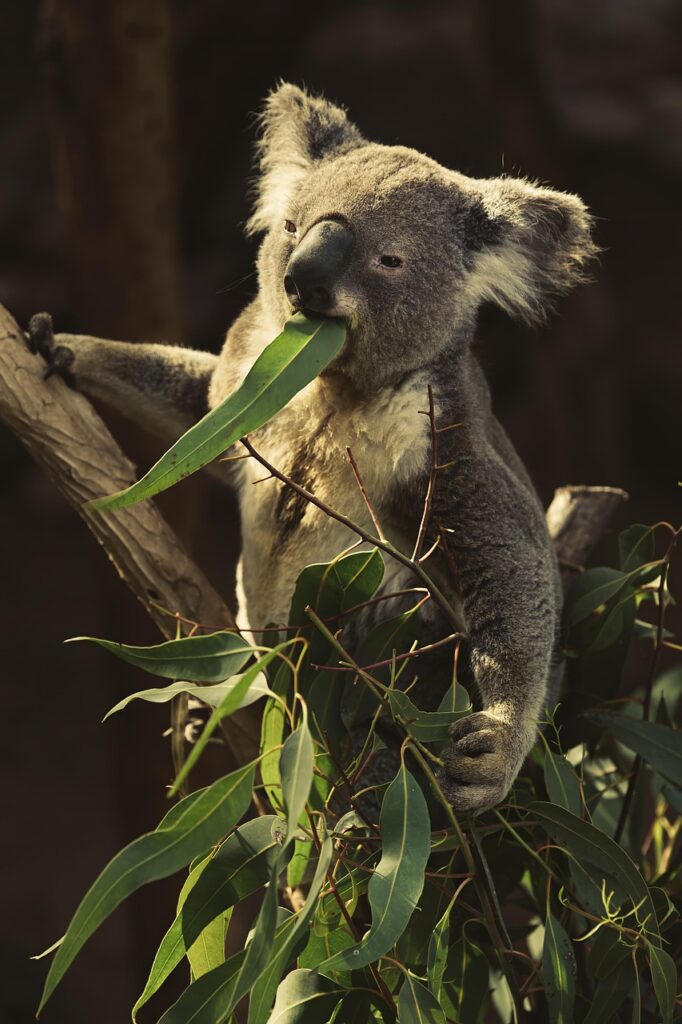 Koalas in Captivity Adjusted Diets