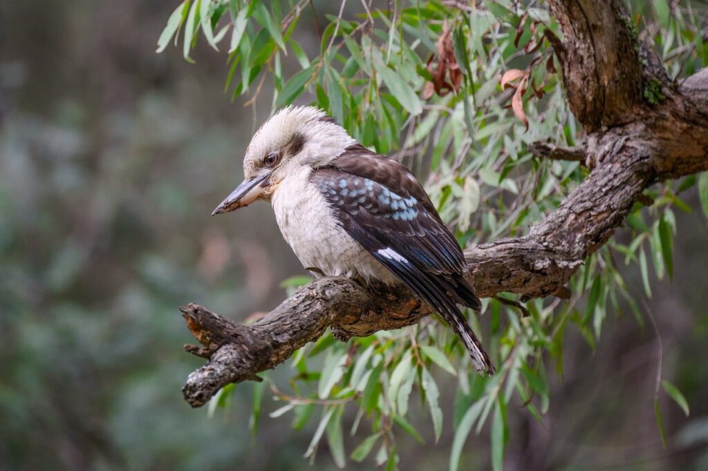 Laughing kookaburra