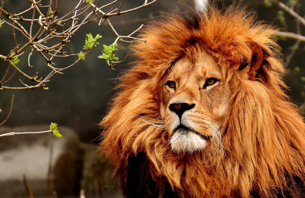Myth 1: The Lion Is the Strongest Animal