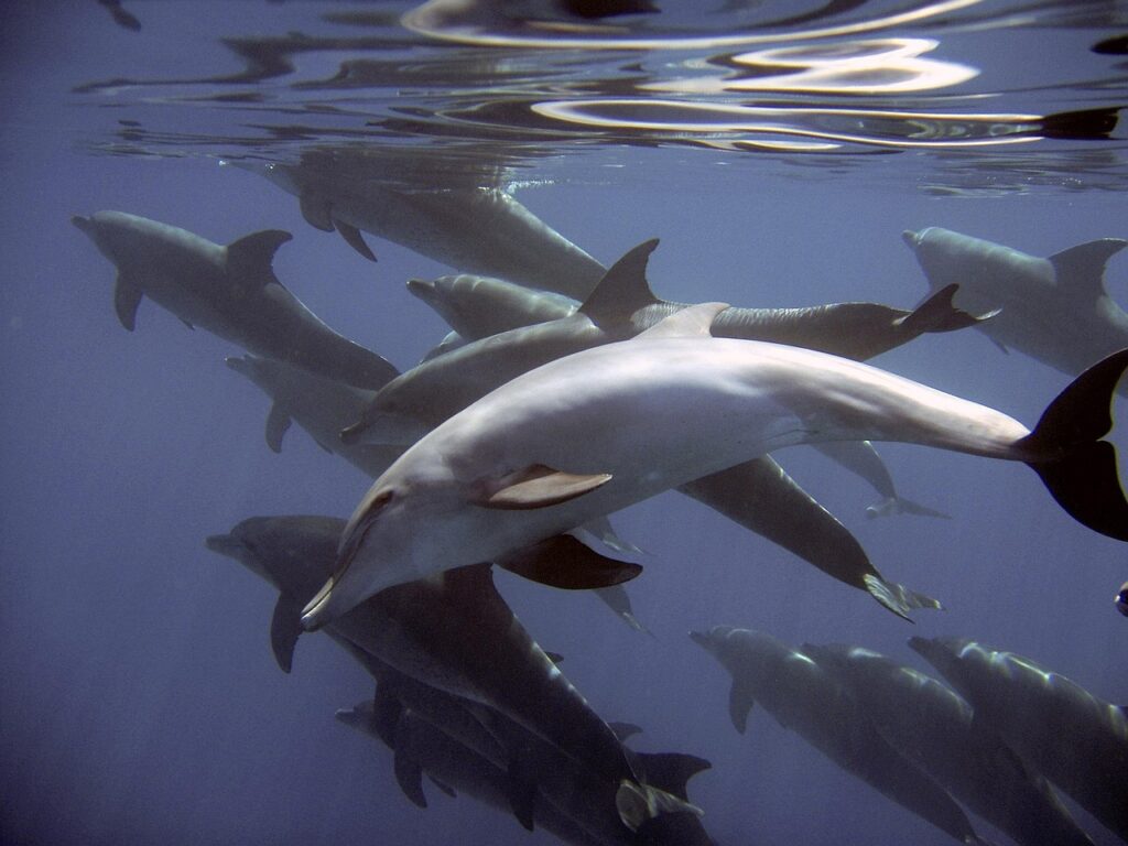 Myths and Misconceptions About Dolphin Communication