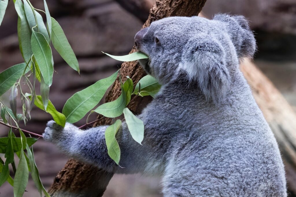 Other Foods in a Koala’s Diet