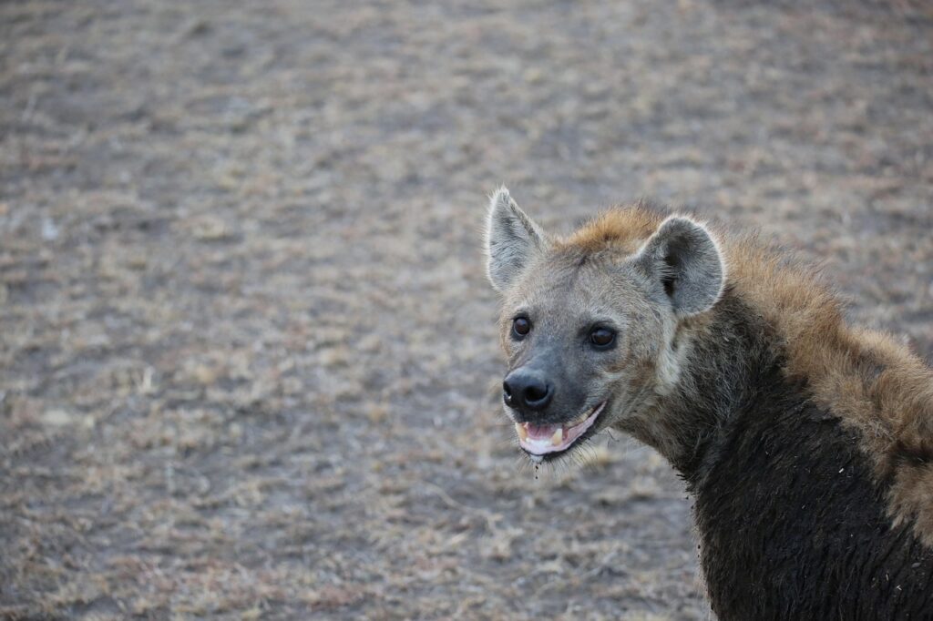 Over time, the public began to associate hyena laughter with mischief, danger, or even insanity.