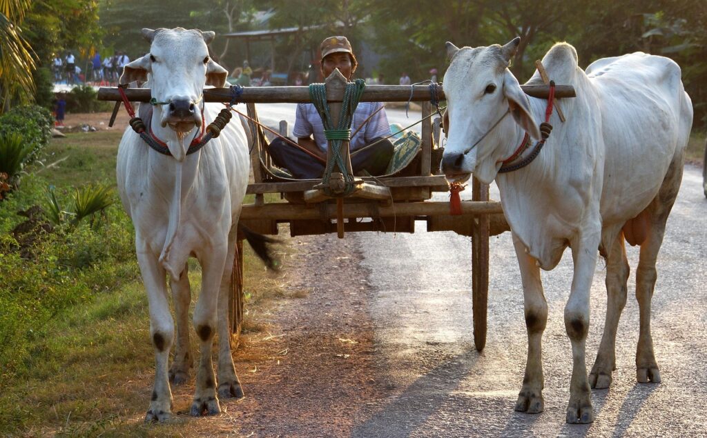 Ox – The Farmer’s Helper