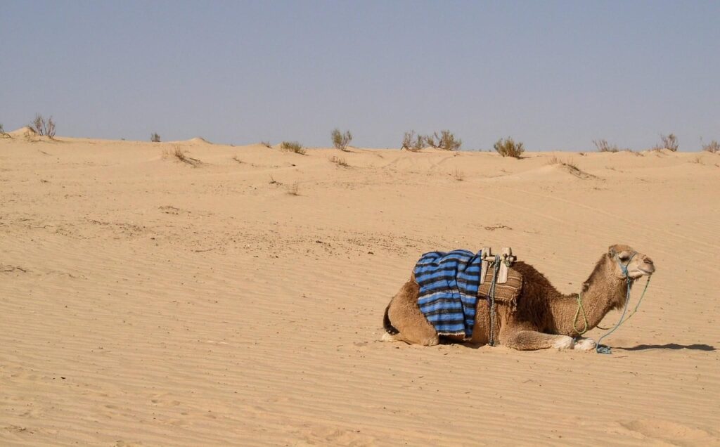 Physical Adaptations That Help Camels Survive