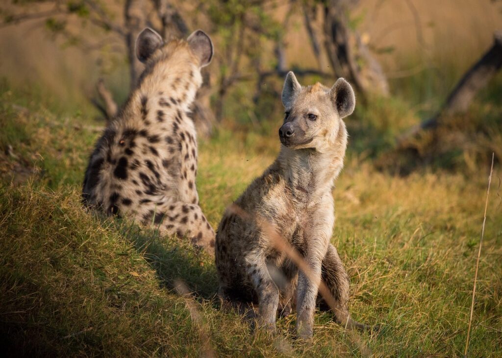 Protecting Hyenas in the Wild