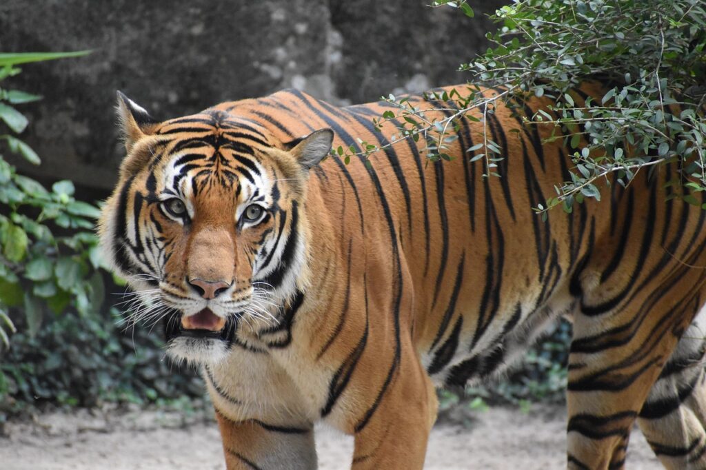 Protecting Nature’s Strongest Species