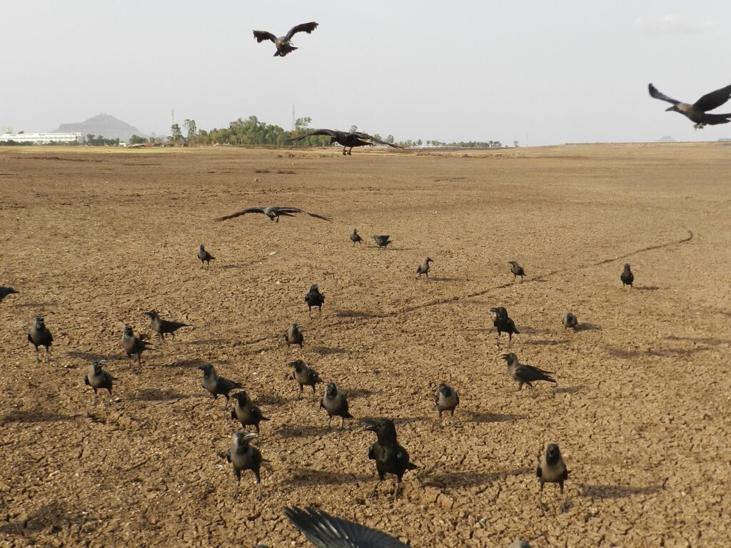 Seeing a group of crows—especially gathered around the dead—has long been interpreted as a bad omen.