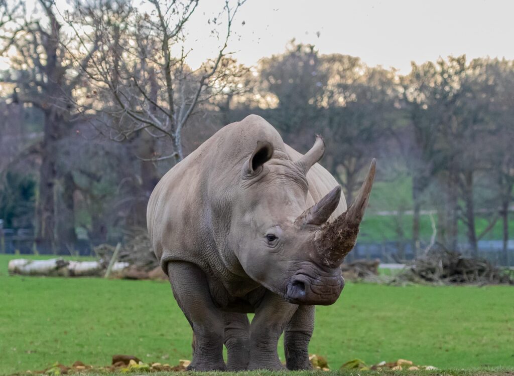 Southern White Rhino