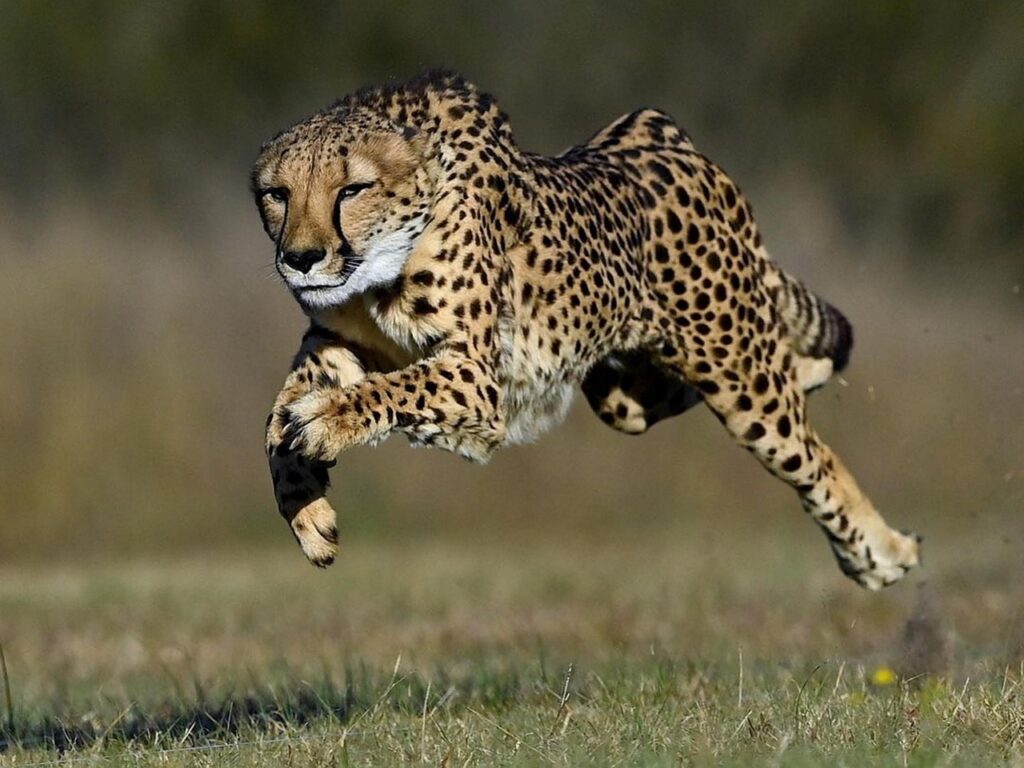 Strength in animals isn’t a random trait—it’s a result of survival needs