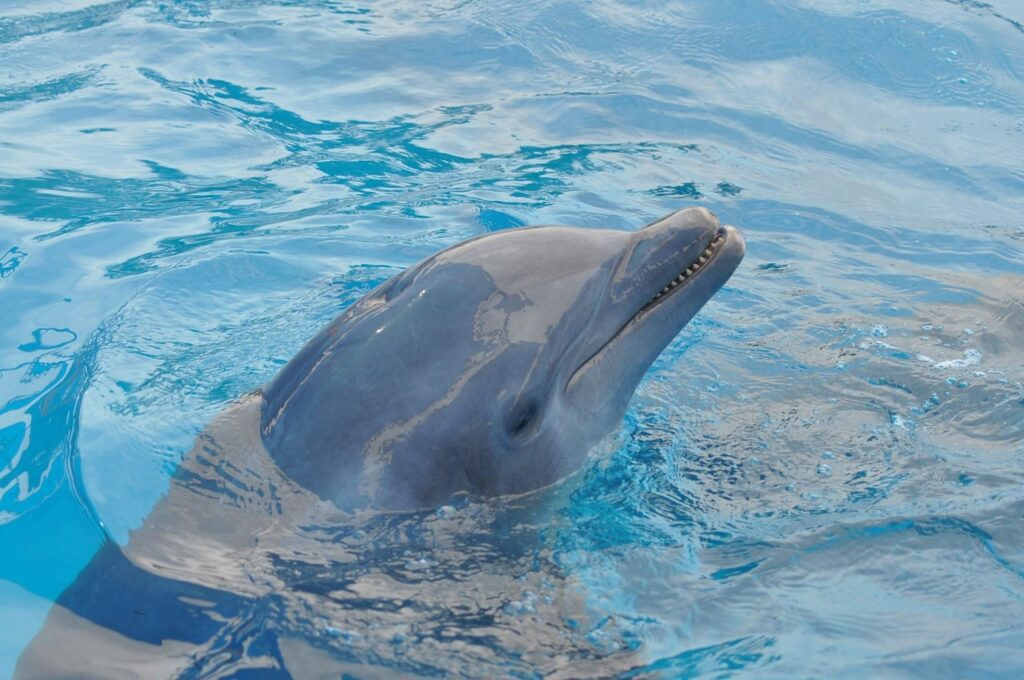 Studies suggest dolphins can combine sounds in complex ways, possibly hinting at a rudimentary grammar.
