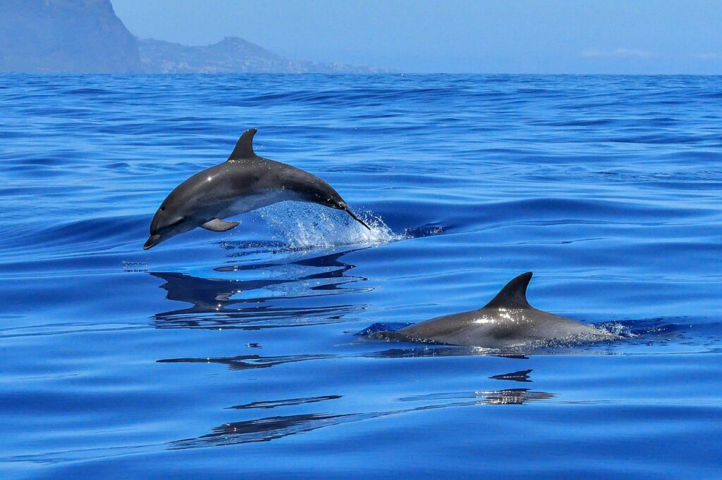 Synchronized Swimming for Bonding