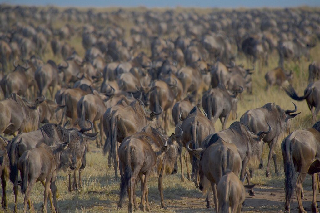The Annual wildebeest Migration Cycle