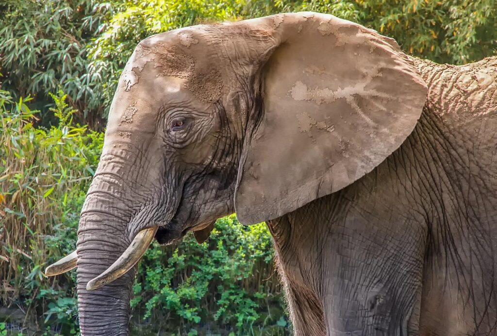 The Evolutionary Reason Behind Big Ears