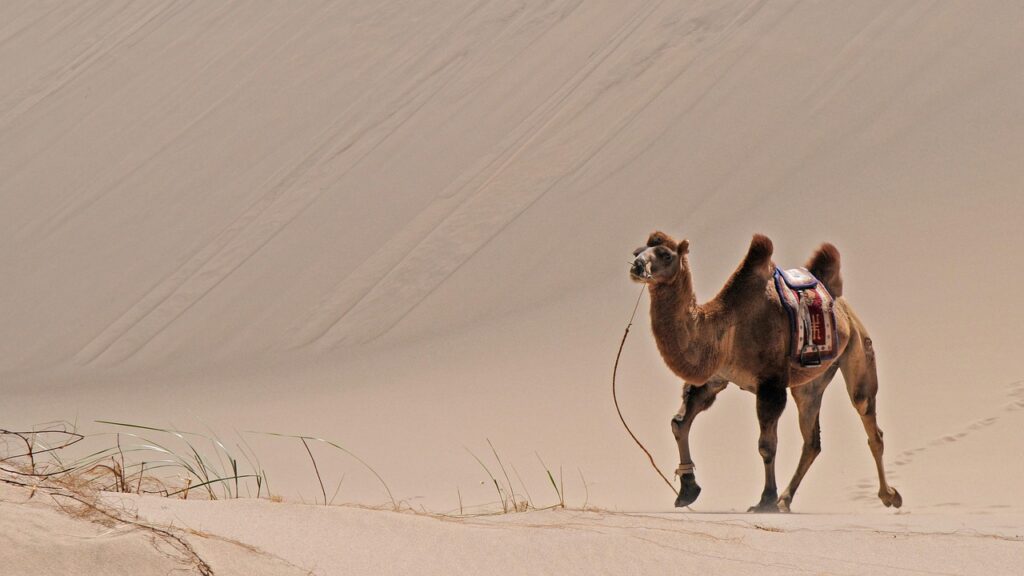 The Harsh Reality of Desert Life