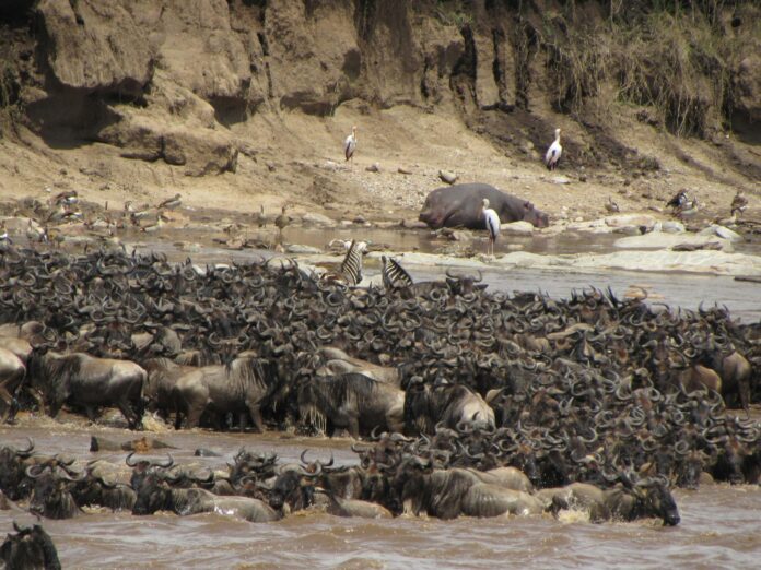 The Incredible Wildebeest Migration Nature’s Greatest Show