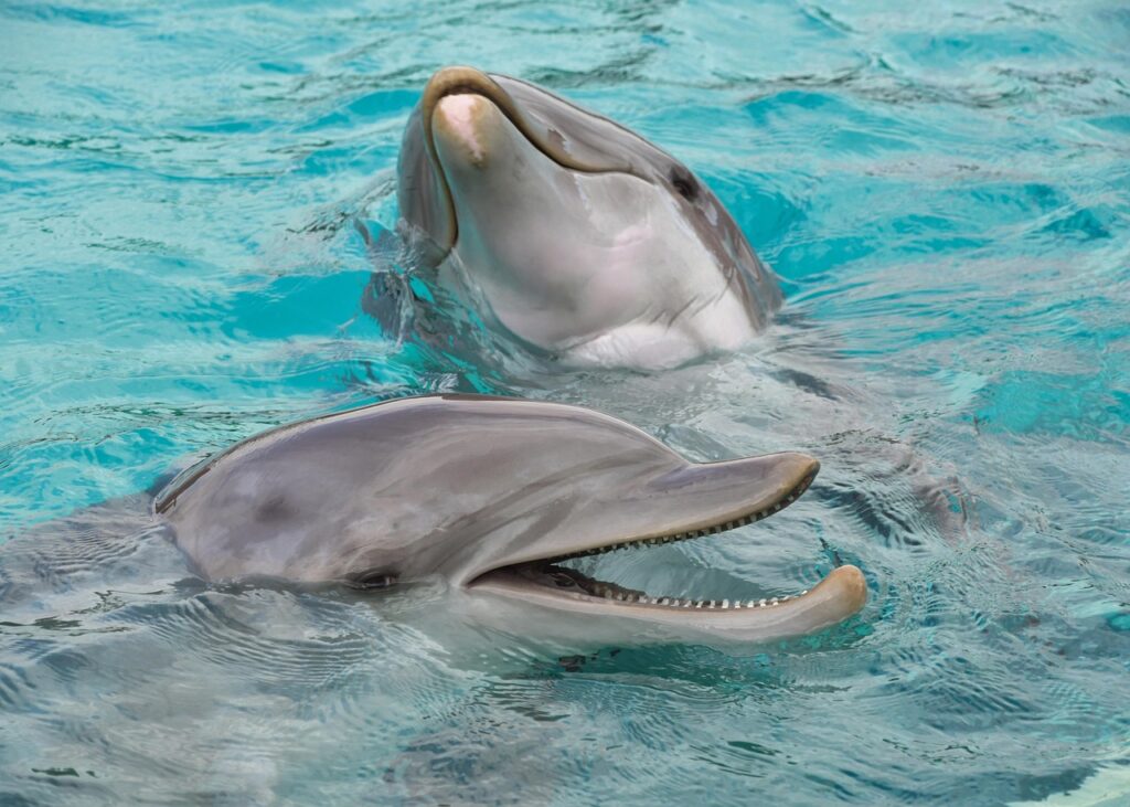 The Intelligence Behind Dolphin Communication
