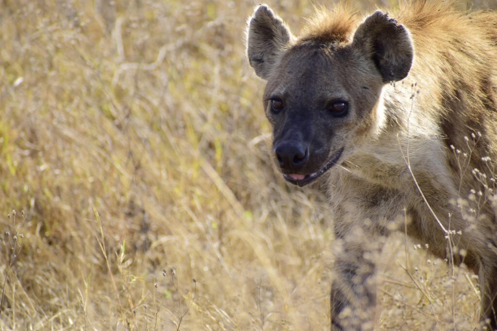 The giggle acts like a “walkie-talkie” for hyenas, helping them send quick messages over long distances.