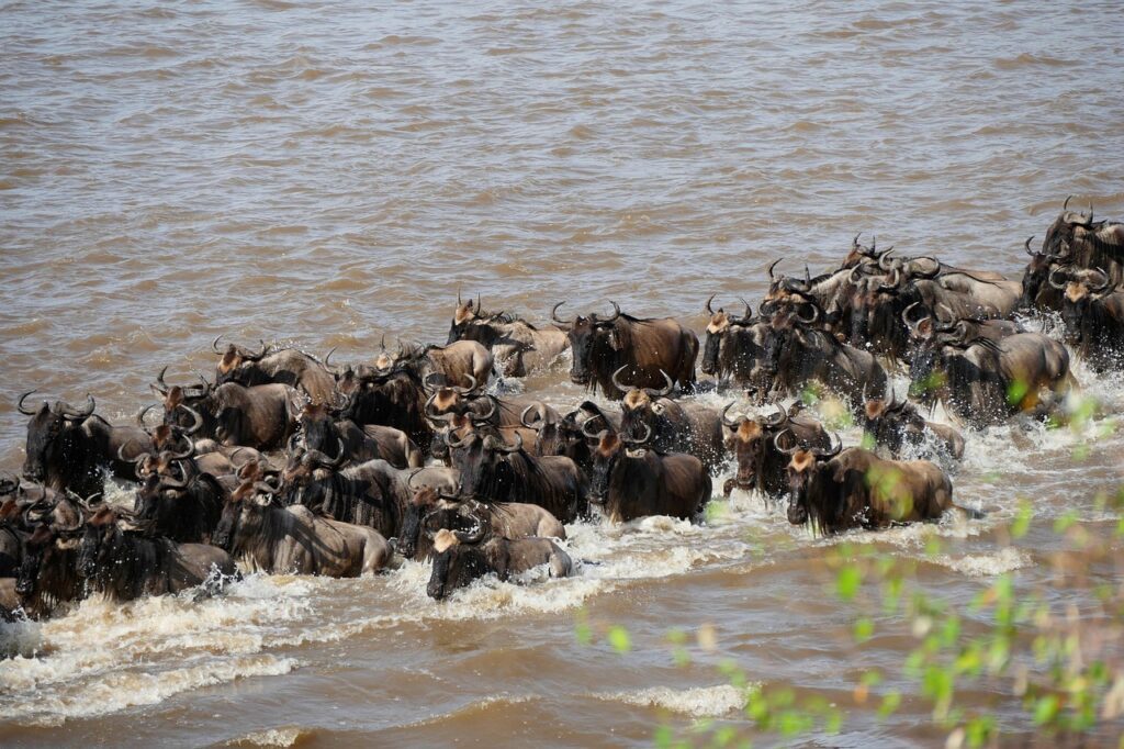 The wildebeest migration is more than a wildlife event—it’s a living, breathing heartbeat of Africa’s savannahs