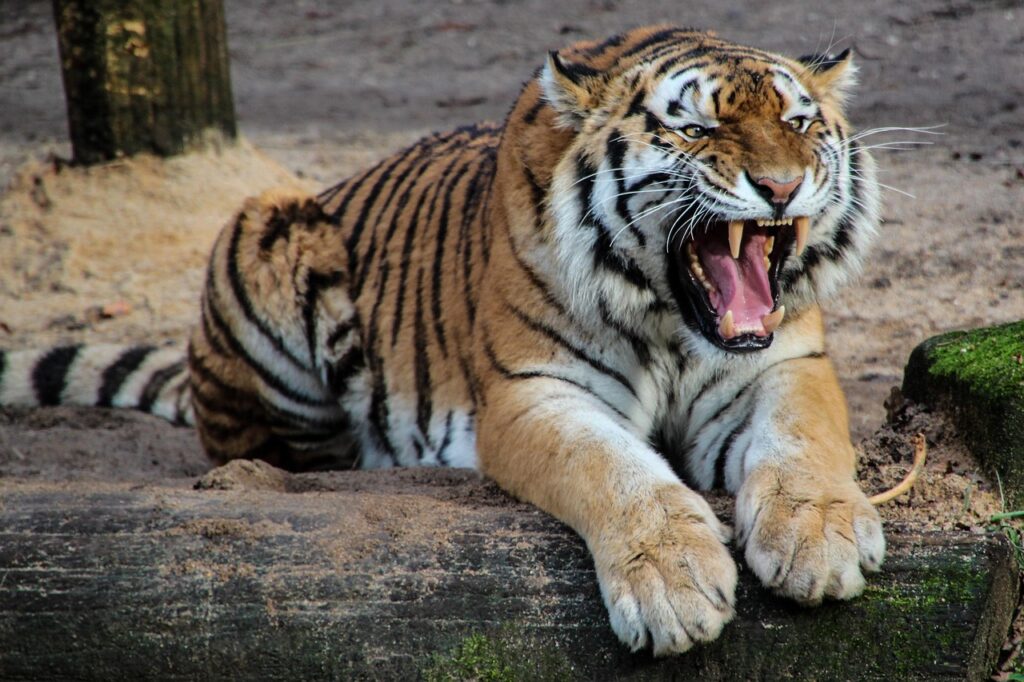 Tiger – The Stealthy Striker