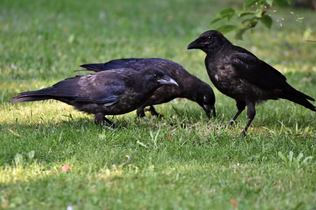 To the untrained eye, a group of noisy crows around a dead bird can seem eerie or even supernatural. Some cultures interpret such gatherings as omens of death, sickness, or bad fortune.