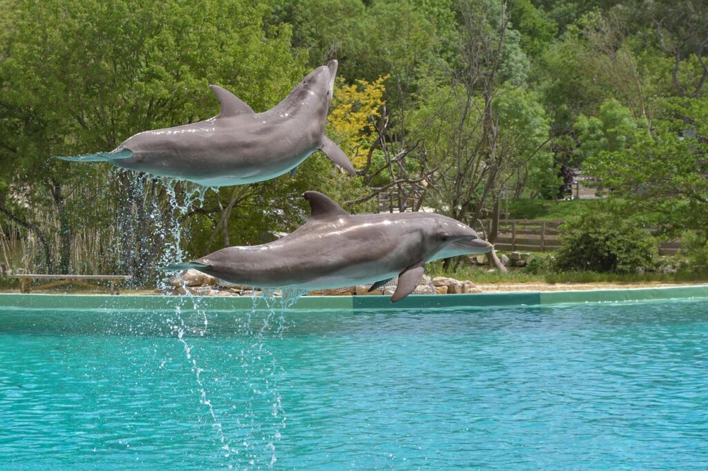 Unlocking the Secrets of the Ocean's Most Talkative Mammals