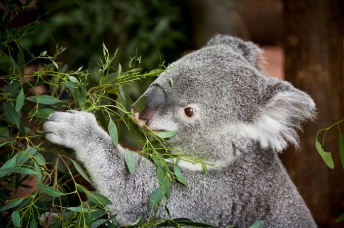 What Does a Koala Eat 15 Amazing Facts About Their Diet