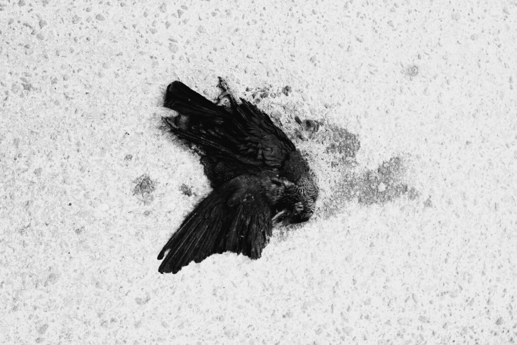 What Happens When a Crow Dies