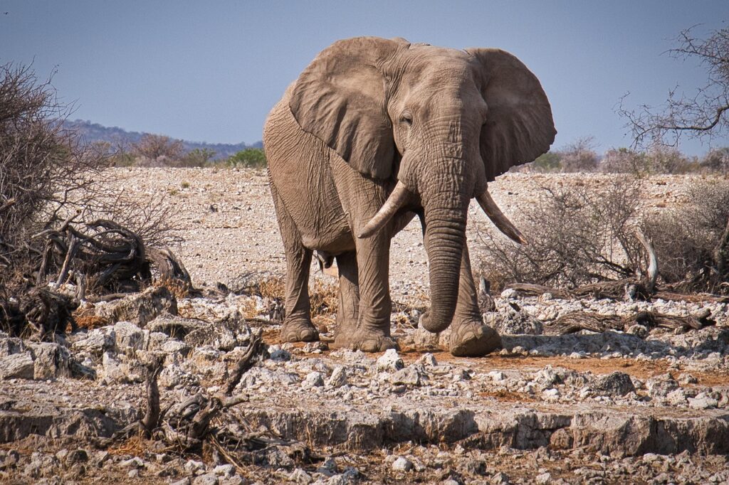 When we first hear the term “strongest animal on earth”, many of us imagine something massive, like a lion or elephant.