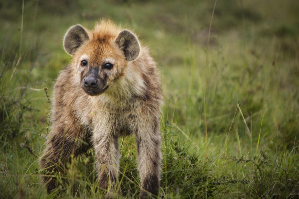 While the “laugh” gets all the attention, hyenas have a full vocal repertoire. Each sound plays a specific role in their social life.