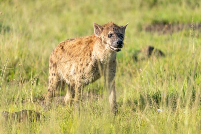Why Do Hyenas Laugh? Fascinating Science Behind the Giggle