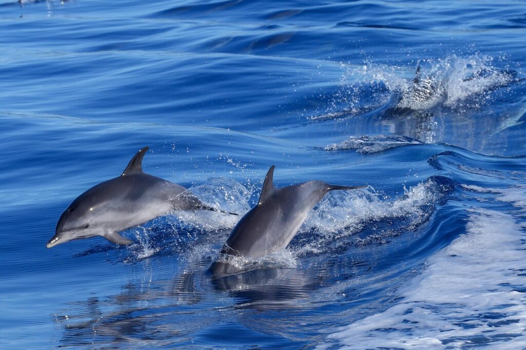 Why Dolphin Communication Matters for Conservation