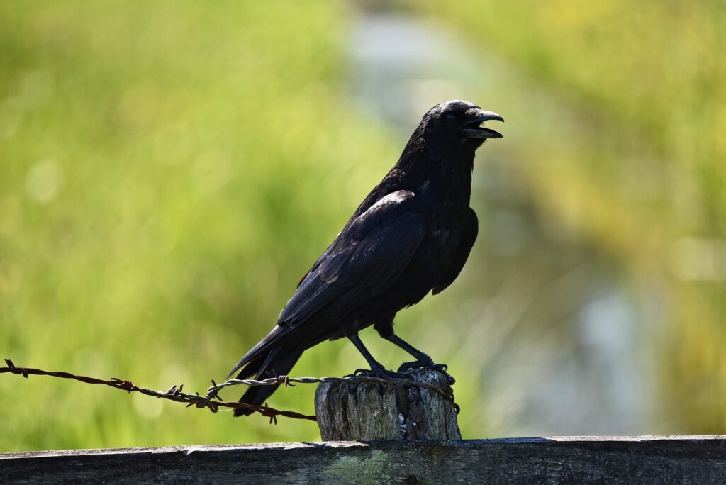 Why do crows scream around dead bodies
