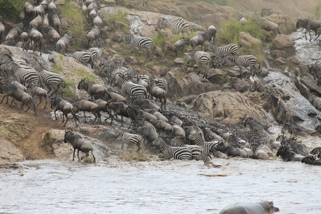 Wildlife Involved with Wildebeests in the Migration