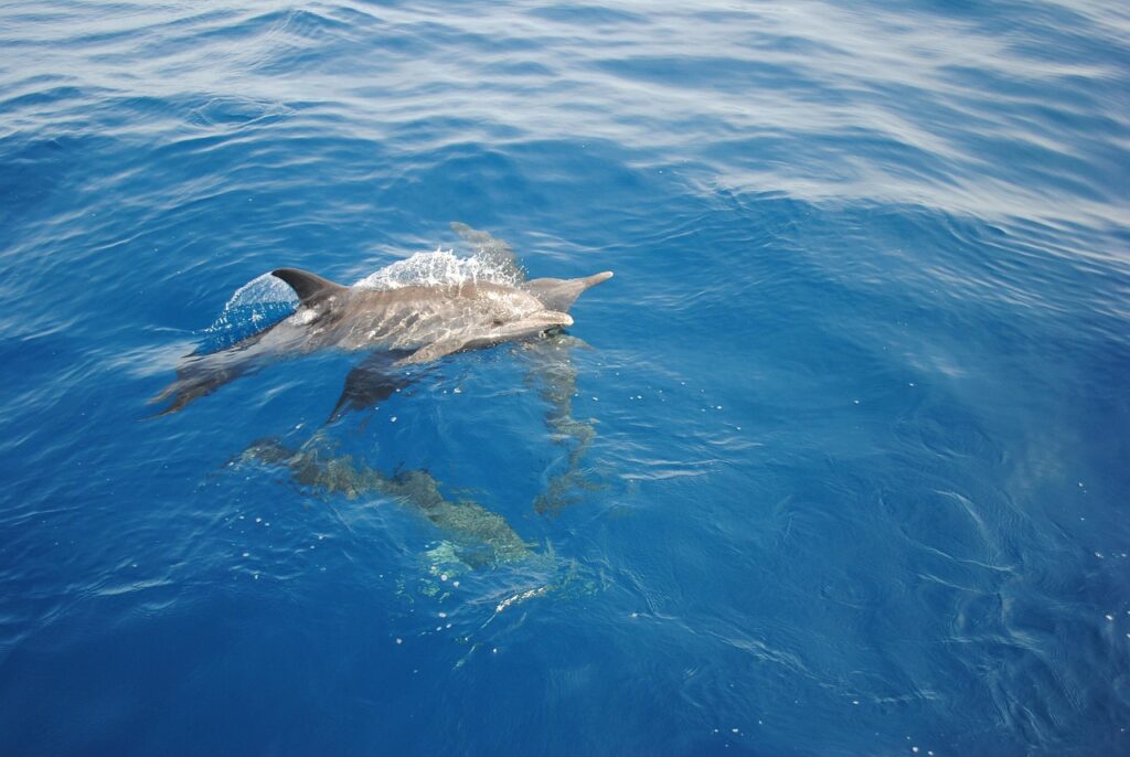 Types of Dolphin Communication