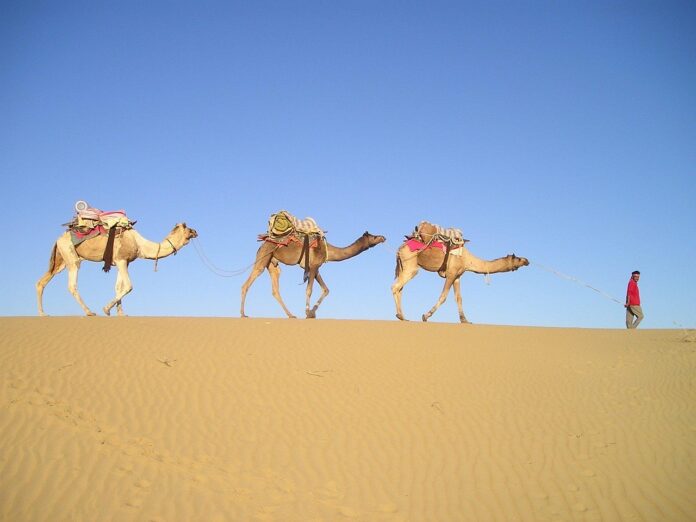 How Do Camels Survive in Deserts? Incredible Adaptations
