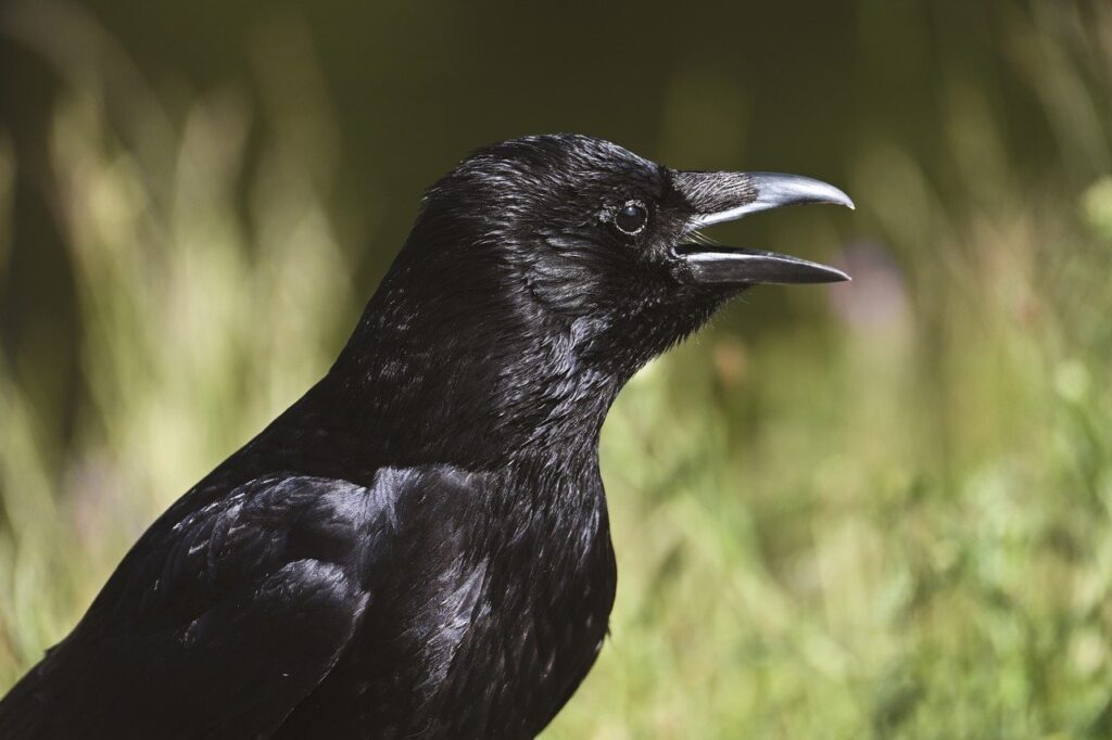 it’s clear that crows feel something—fear, perhaps sorrow—and act in ways that reflect emotional processing.
