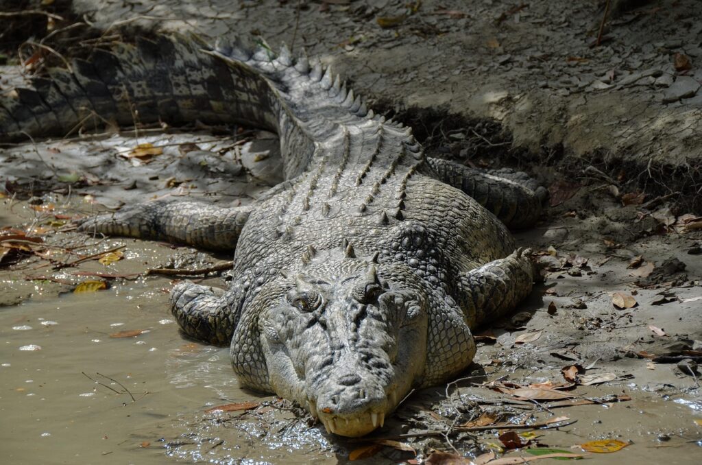 saltwater crocodile wins this category, delivering a bite force of over 3,700 PSI
